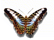 Download free butterflies animated gifs 21