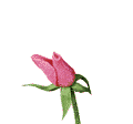 animated gifs Flowers