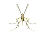 Download free insects animated gifs 6